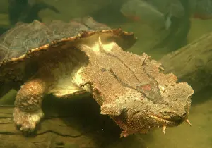 Matamata: Mata Mata / Matamata Turtle - underwater