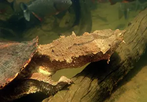 Matamata: Mata Mata / Matamata Turtle - underwater