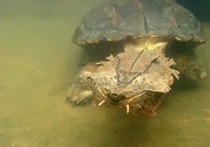 Matamata: Mata Mata / Matamata Turtle - underwater