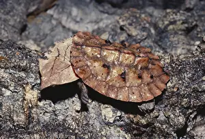 Matamata: Mata Mata Turtle