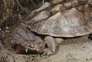 Matamata: Mata-mata Turtle