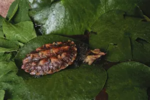 Matamata: Mata Mata Turtle