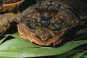 Matamata: Mata Mata Turtle