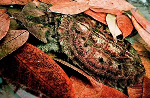 Matamata: Mata mata Turtle