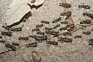 Returning: Matabele Ant column - hunting party returning to