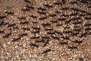 Ants: MATABELE ANT SWARM