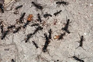 Attacking: MATABELE ANTS - raiding termite colony