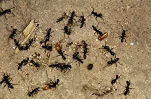 Stealing: Matabele Ants - raiding Termite nest