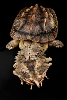 Turtles: Matamata (Chelus fimbriatus) on black background