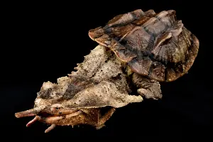 Turtles: Matamata (Chelus fimbriatus) on black background
