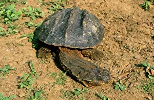 Matamata: Matamata Turtle