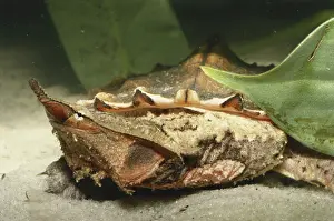 Matamata: Matamata Turtle