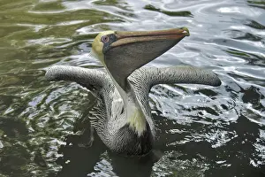 Matamata: Matamata Turtle