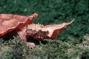 Matamata: Matamata Turtle