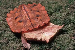 Matamata: Matamata Turtle