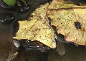 Matamata: Matamata turtle