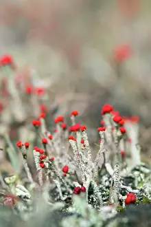 Cristatella: Matchstick Lichen