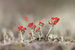 Cluster: Matchstick Lichen - UK
