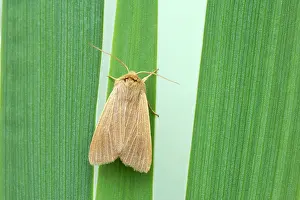 Mythimna: Mathew's Wainscot