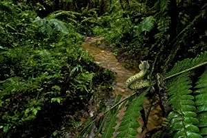 Michele Menegon: Matilda's Horned Viper
