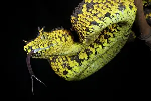 Michele Menegon: Matilda's Horned Viper