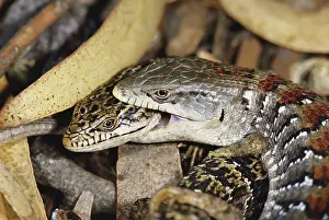 Gerrhonotus: Mating Alligator Lizards