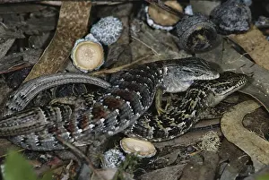 Gerrhonotus: Mating Alligator Lizards