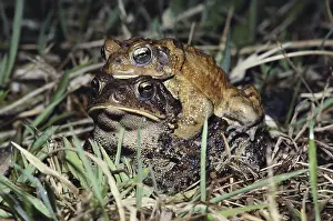 Anaxyrus: Mating American Toads
