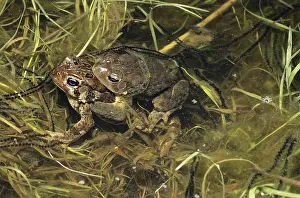 Spawning: Mating American Toads
