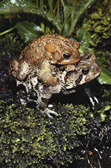 Anaxyrus: Mating American Toads