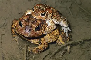 Anaxyrus: Mating American Toads