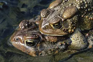 Anaxyrus: Mating American Toads
