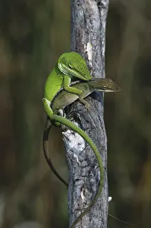 Anoles: Mating Anoles