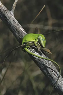 Anoles: Mating Anoles