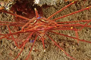 Arrow: Mating Arrow Crab (Stenorhynchus lanceolatus), Eastern