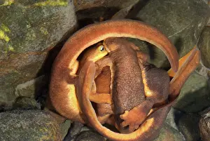 Newts: Mating Ball of Coast Range Newts