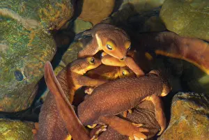 Sexuality: Mating Ball of Coast Range Newts