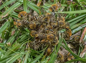 Colonial: Mating ball of mainly male Ivy bees, Colletes he