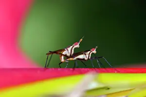 Paradise: Mating Banana-stalk Flies
