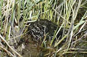 Anaxyrus: Mating Black Toads