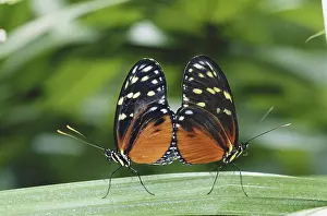 Copula: Mating Butterflies