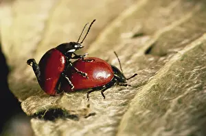 Coleopteran: Mating Chrysomelid Beetles