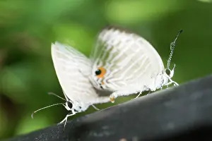 150419: Mating Common Caerulean Butterflies - Klungkung