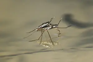 Department: Mating of Common pond skater (Gerridae), animal
