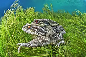 Bufo: Mating Common toads (Bufo bufo) in the river BuA ges