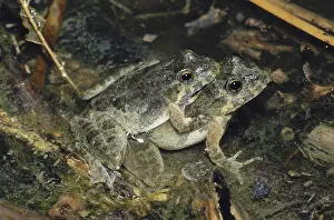 Blanchardi: Mating Cricket Frogs