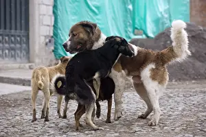 Mixture: Mating of Dogs in the street Otavalo Ecuador