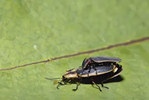Fireflies: Mating Fireflies