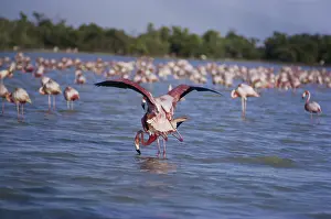 Bahamian: Mating Flamingos