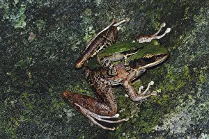 Ranid: Mating Frogs